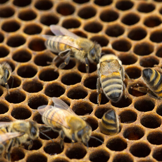 Rul-selv bivokslys – juletræslys (sæt til 20 stk.)